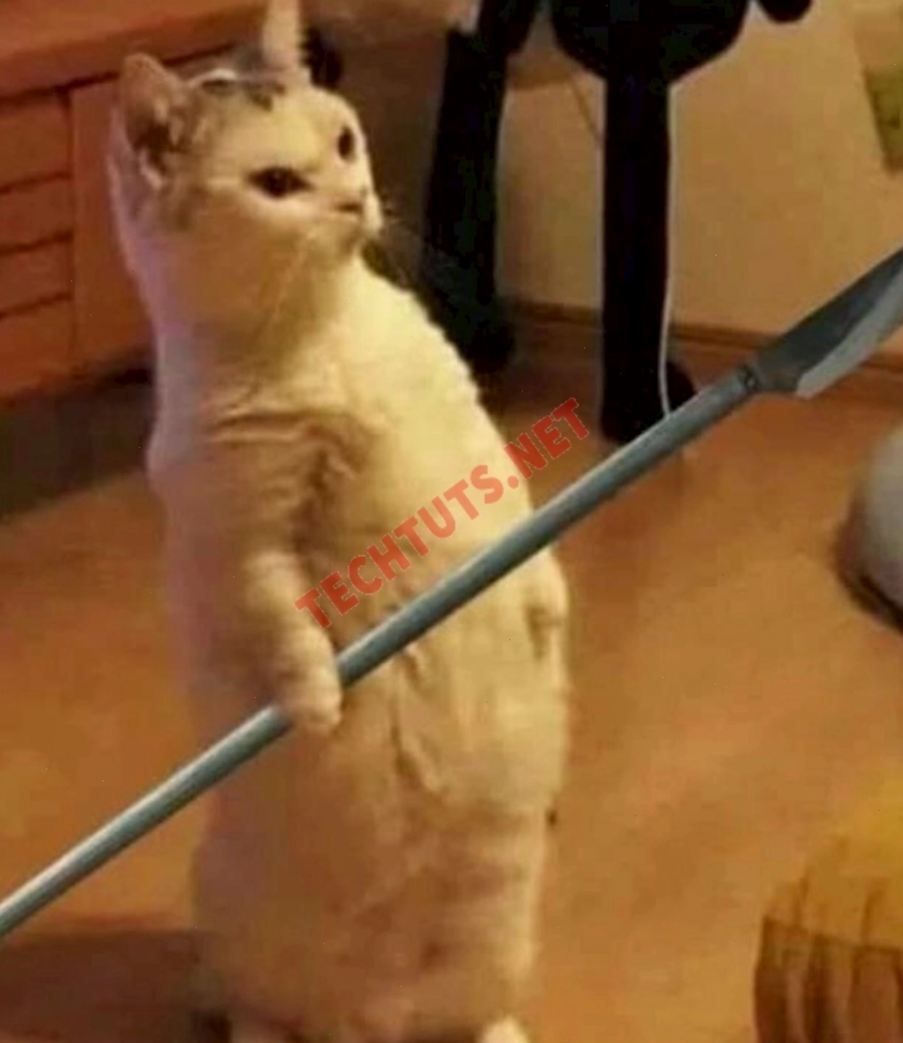 Chú mèo cầm dao, meme mèo thả tim