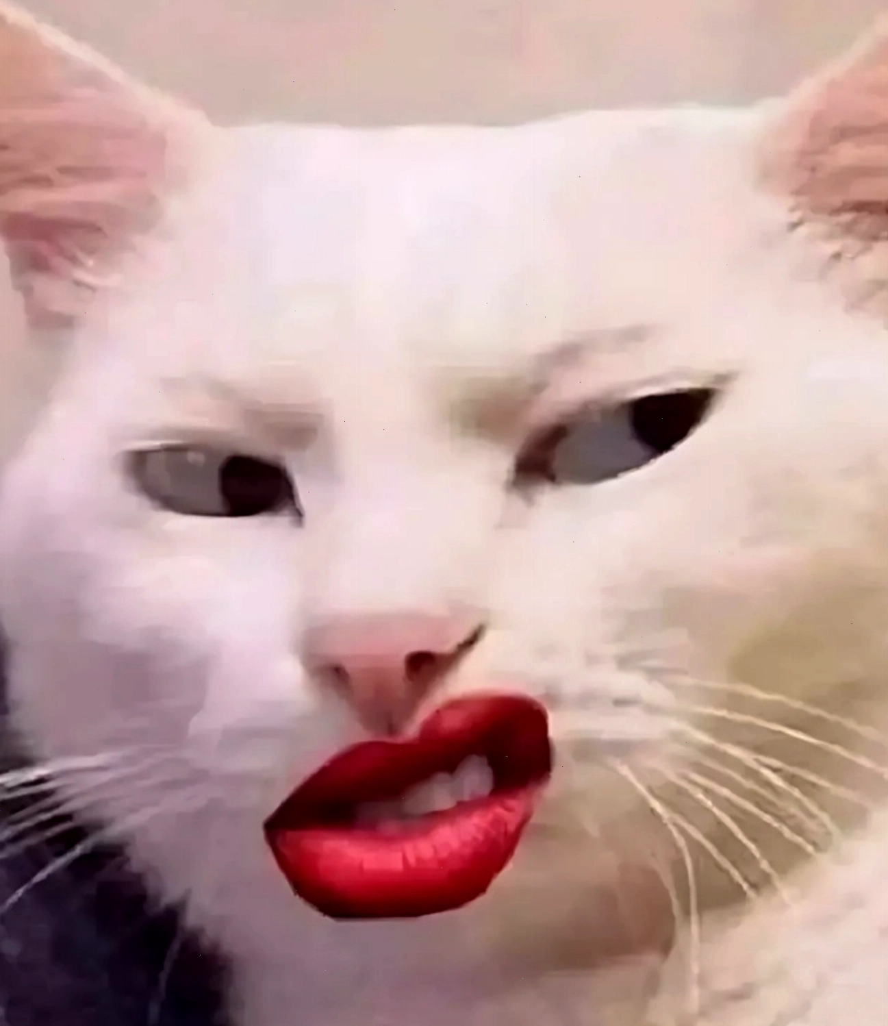 Chú mèo nhếch mép đầy hài hước, meme mèo thả tim