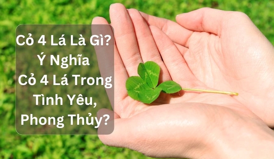Cỏ Bốn Lá: Ý Nghĩa Sâu Sắc Trong Tình Yêu, Cuộc Sống và Phong Thủy