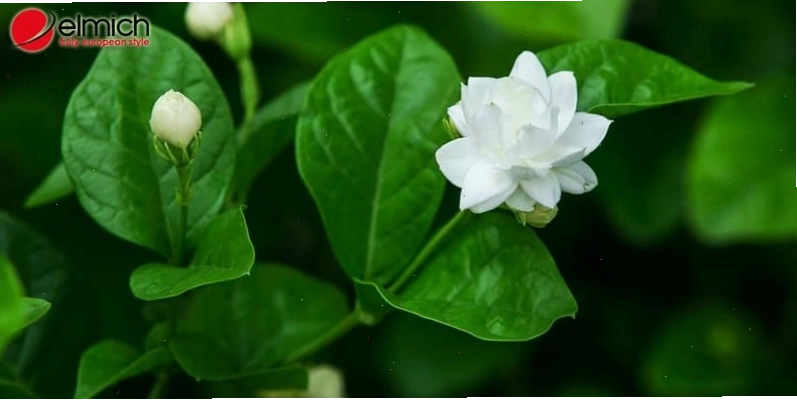 Đặc điểm hình thái của cây hoa nhài với những bông hoa trắng nhỏ xinh