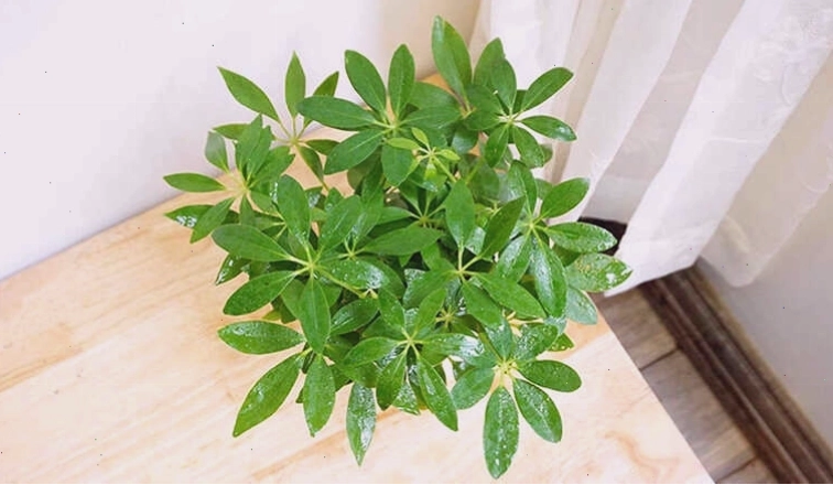 Đặt cây ngũ gia bì trên bàn làm việc giúp tăng cường sự tỉnh táo và minh mẫn