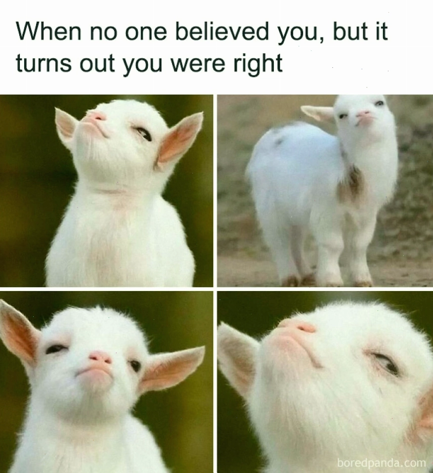 Dê con trắng với biểu cảm tự tin, minh họa cho animal memes vui vẻ