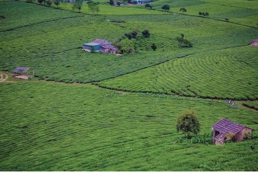Đồi chè Trái Tim Mộc Châu
