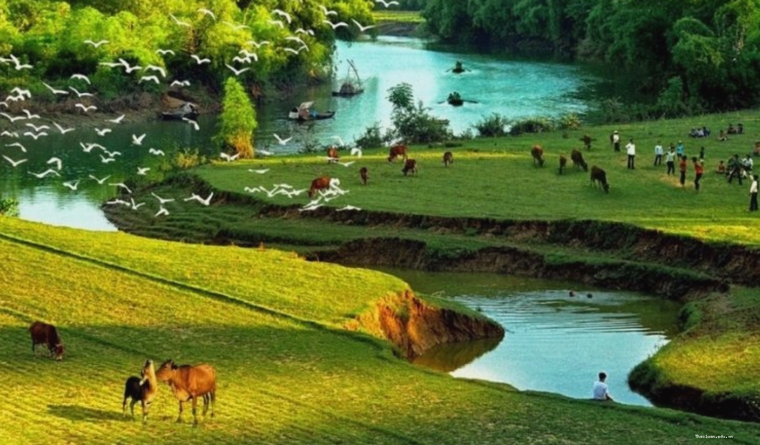 Dòng sông êm đềm với những chú bò đang thong thả gặm cỏ