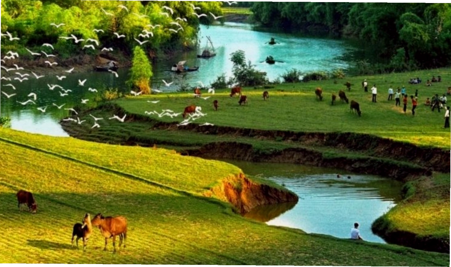 Dòng sông quê êm đềm với những chú bò đang thong thả gặm cỏ bên bờ