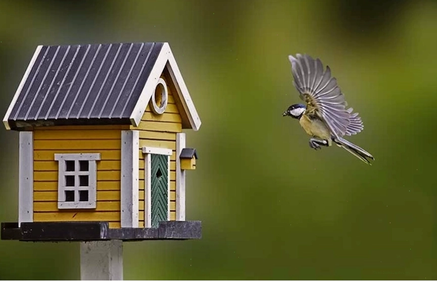 Động vật đến nhà là dấu hiệu phong thủy tốt