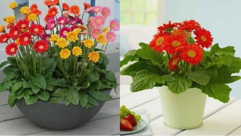 Giống hoa đồng tiền lùn nhỏ nhắn