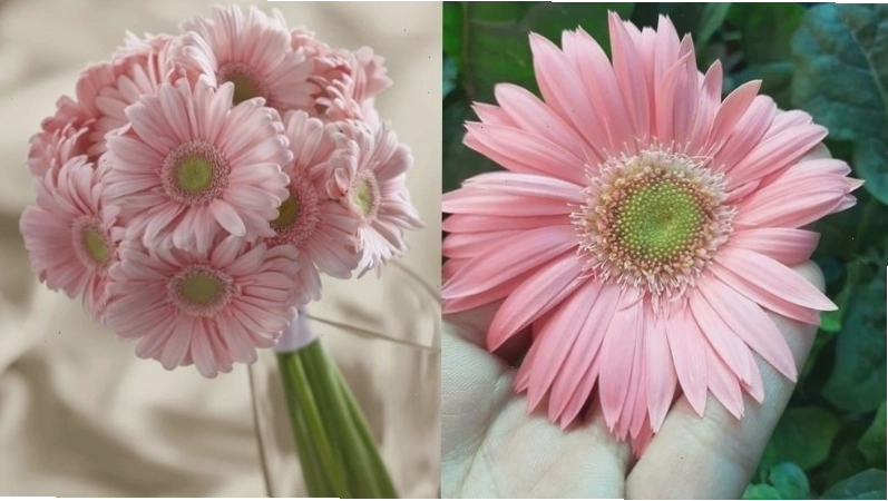 Giống hoa Đồng Tiền Thanh Tú Giai Nhân