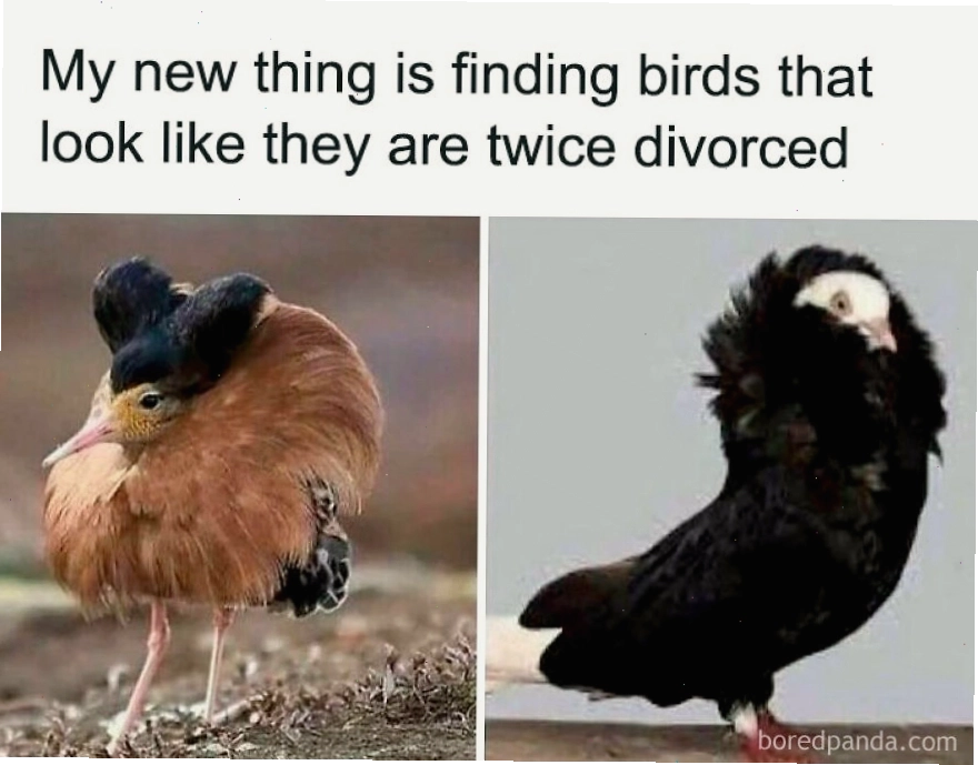 Hai chú chim có bộ lông giống khuôn mặt biểu cảm, animal memes làm ngày tươi sáng hơn