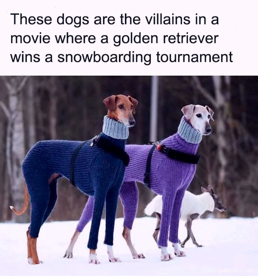 Hai chú chó mặc áo len sặc sỡ đứng trong tuyết, animal meme vui nhộn
