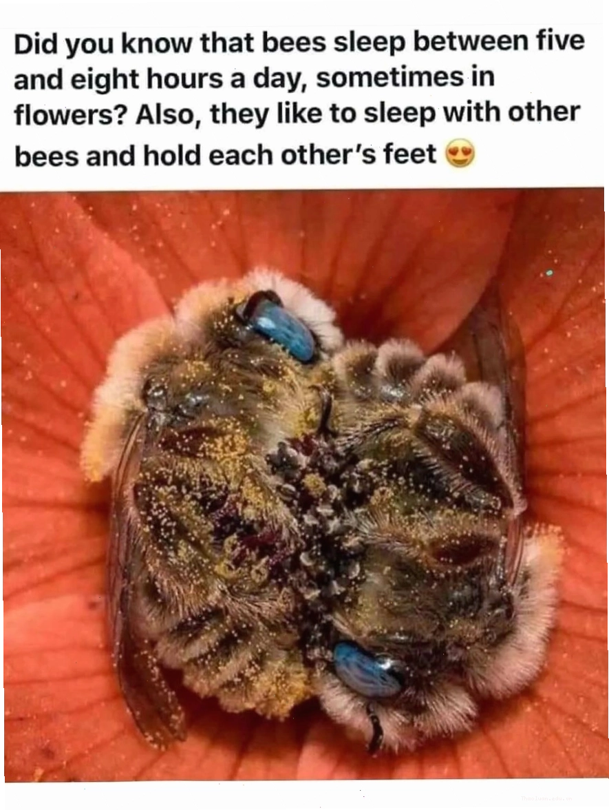 Hai con ong ngủ trên bông hoa, khoảnh khắc ấm áp trong animal memes