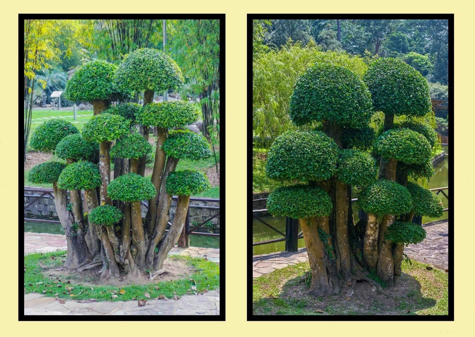 Hình ảnh cây duối với dáng vẻ độc đáo