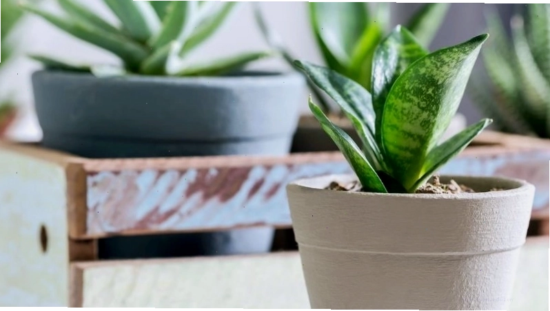 Hình ảnh cây lưỡi hổ vào dịp Tết