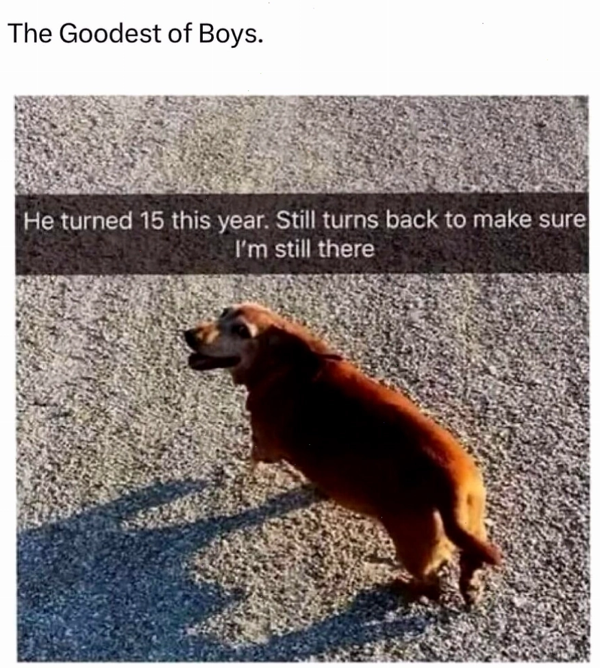 Hình ảnh chú chó quay đầu lại với dòng chú thích về lòng trung thành, một animal meme hài hước