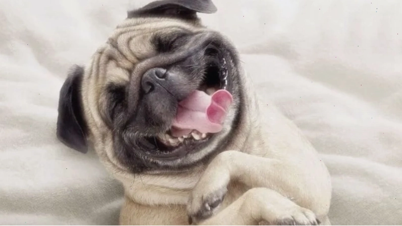 Hình ảnh meme về chú chó đang cười khiến nhiều người thích thú