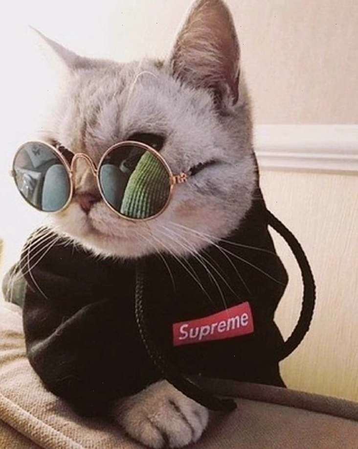 Hình con mèo ngầu đáng yêu