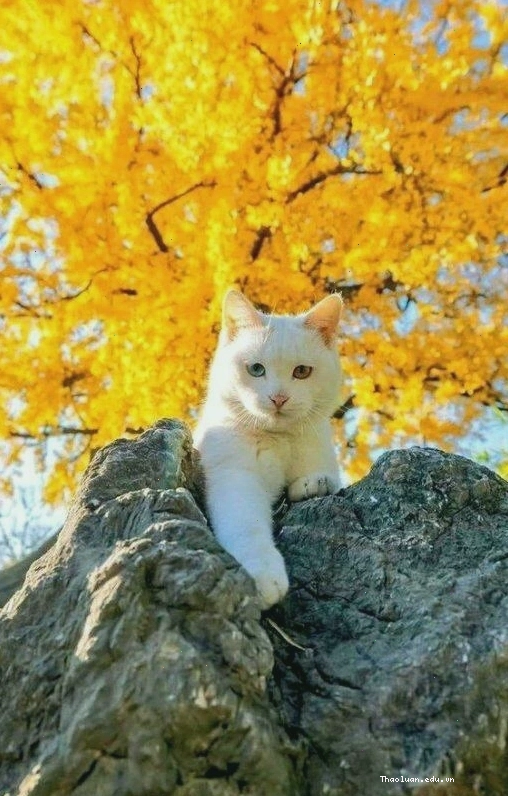 Hình nền điện thoại màu vàng đất ấm áp cho người mệnh Thổ