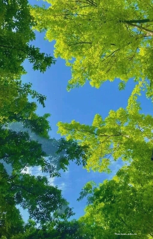 Hình nền điện thoại may mắn cho người mệnh Mộc