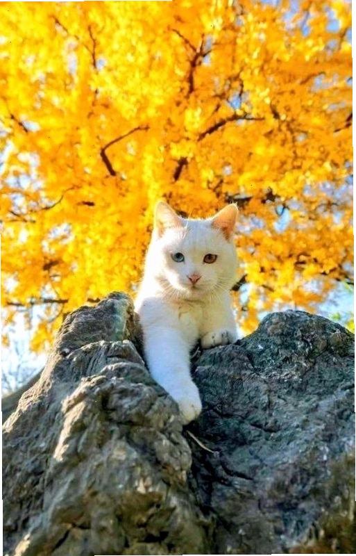 Hình nền điện thoại may mắn cho người mệnh Thổ với tông màu đỏ rực rỡ