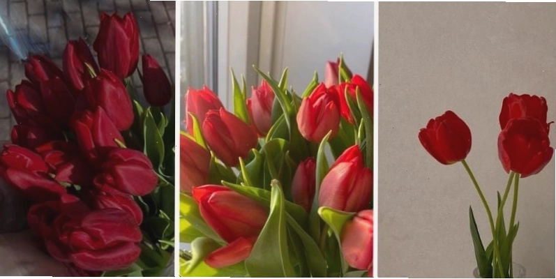 Hình nền hoa tulip đỏ rực lửa