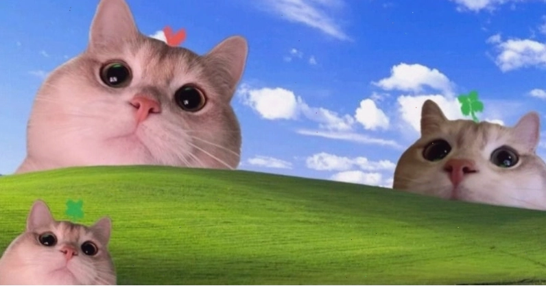 Hình nền máy tính meme hài hước tổng hợp