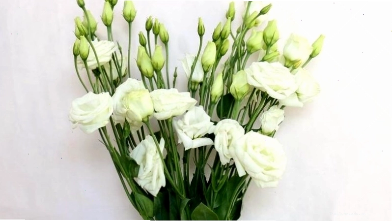 Hoa cát tường màu trắng tượng trưng cho sự tinh khiết và khởi đầu mới