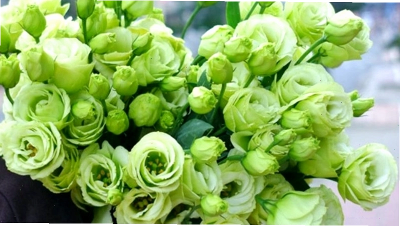 Hoa cát tường màu xanh lá tượng trưng cho sự tươi mới và hy vọng