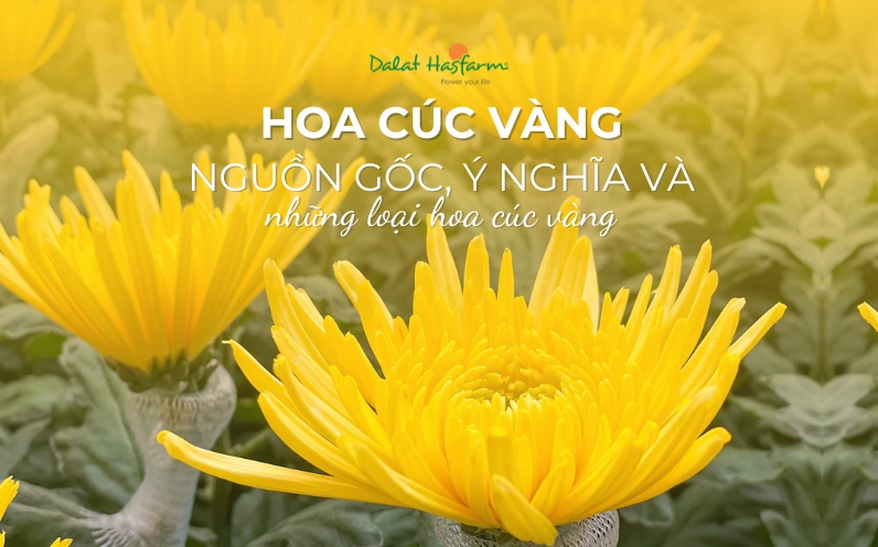 Hoa Cúc Vàng: Ý Nghĩa Sâu Sắc, Nguồn Gốc và Các Loại Phổ Biến