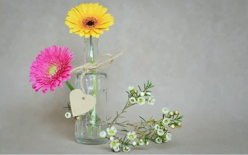 Hoa đồng tiền là gì với cấu tạo đặc trưng