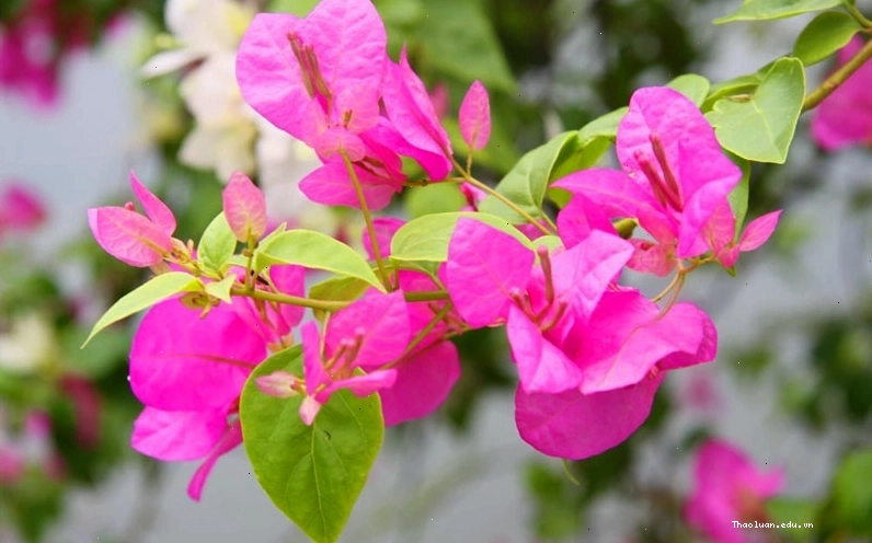 Hoa giấy rực rỡ mang lại niềm vui và may mắn