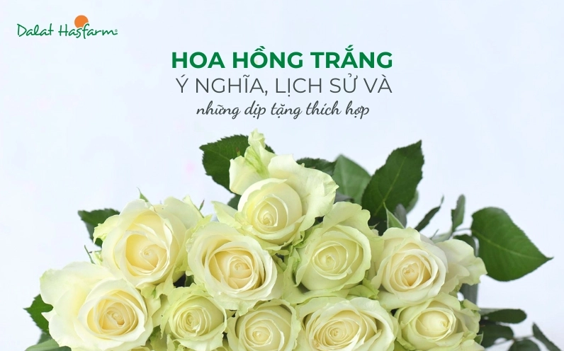 Hoa Hồng Trắng Có Ý Nghĩa Gì? Khám Phá Lịch Sử và Biểu Tượng Sâu Sắc