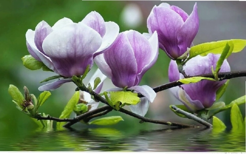 Hoa mộc lan tím tượng trưng cho quyền quý và sang trọng