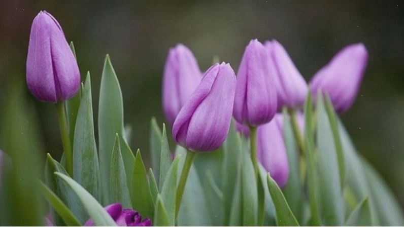 Hoa tulip tím biểu trưng cho hoàng gia và sự tôn quý