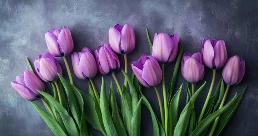 Hoa Tulip Tím Có Ý Nghĩa Gì? Khám Phá Sắc Màu Hoàng Gia