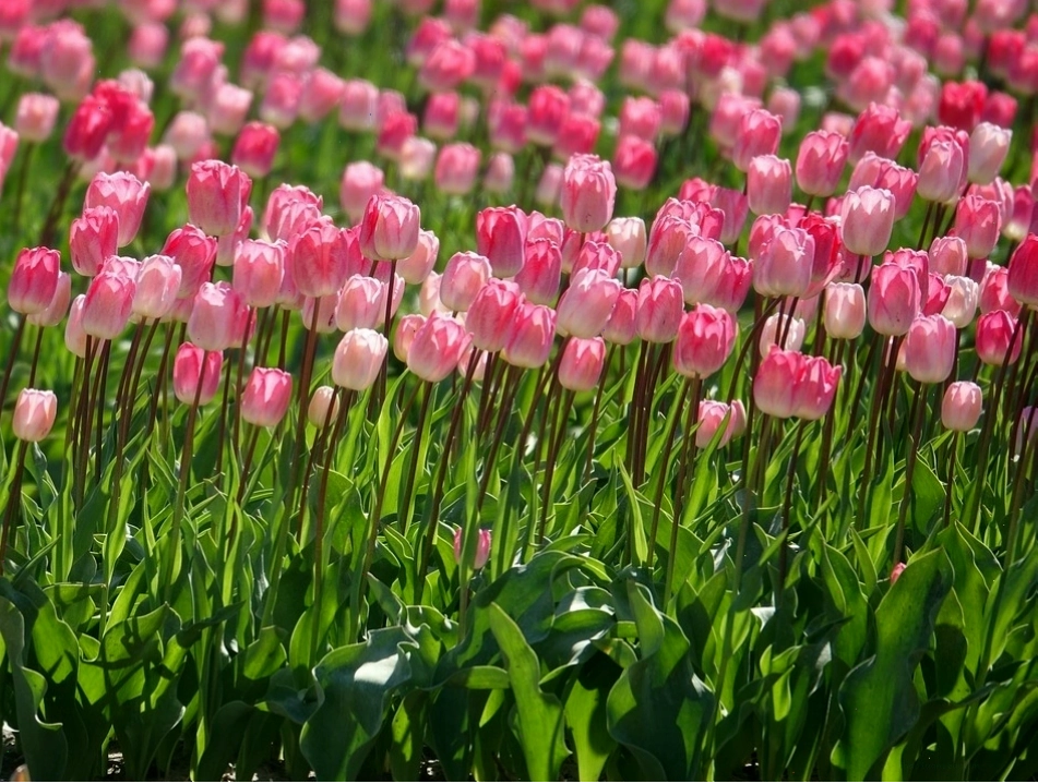 Hoa tulip trắng là biểu tượng của tình yêu trong sáng và sự thủy chung