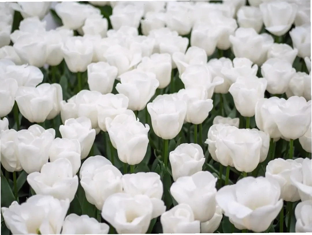 Hoa tulip trắng thể hiện sự biết ơn và trân trọng