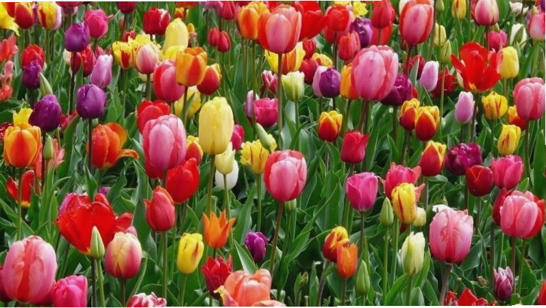 Hoa tulip trắng trong ngày cưới thể hiện sự tinh khôi và khởi đầu mới