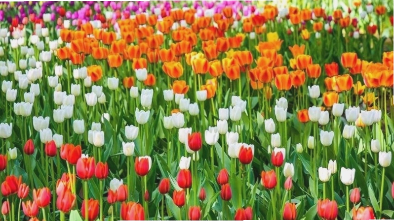 Hoa tulip vô cùng nổi tiếng tại Hà Lan