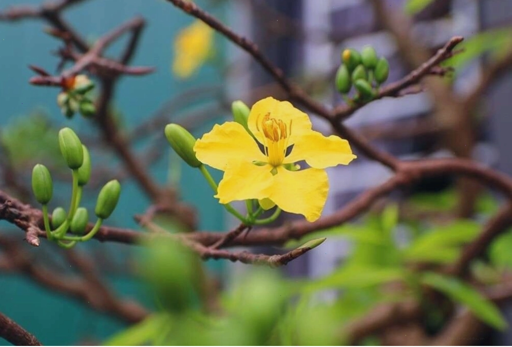 Hoàng Mai với sắc vàng rực rỡ