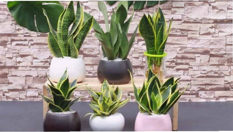 Hướng dẫn cách trồng cây lưỡi hổ