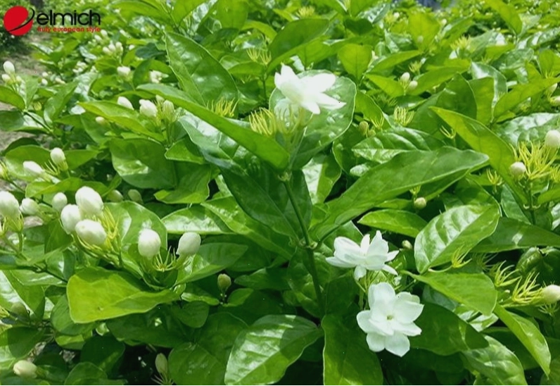Hướng dẫn chăm sóc cây hoa nhài để ra hoa đều và đẹp