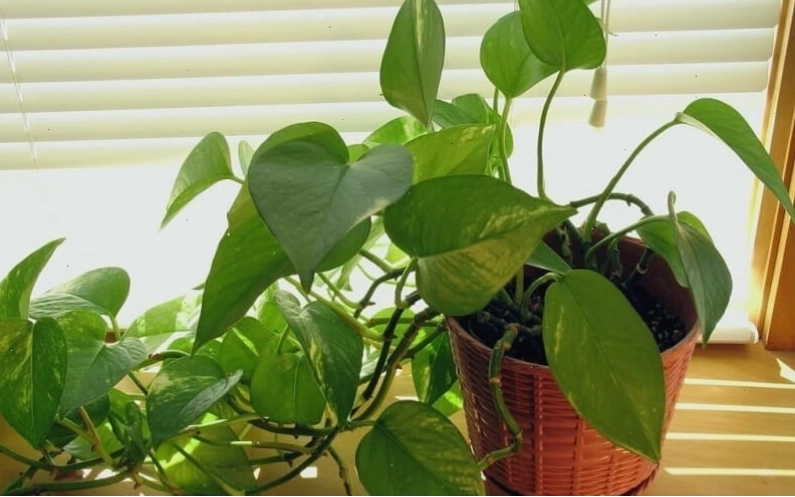 Hướng dẫn chăm sóc cây trầu bà đúng cách