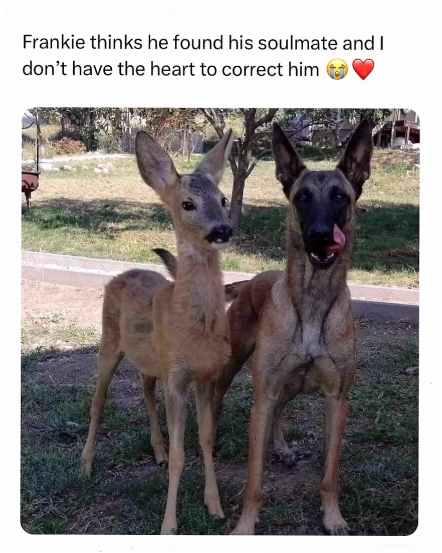 Hươu và chó đứng cạnh nhau ngoài trời, khoảnh khắc tình bạn không tưởng trong animal memes