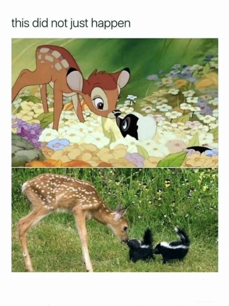 Hươu và chồn gặp nhau, animal meme hài hước làm sáng bừng ngày mới
