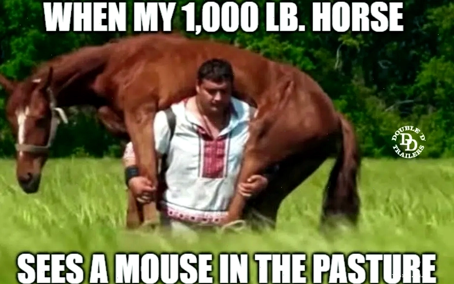 Juan horse meme với biểu cảm hài hước khó tả