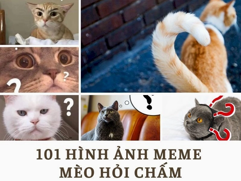Khám phá 198+ Meme Hỏi Chấm Troll Bạn Bè Cực Mặn 2026