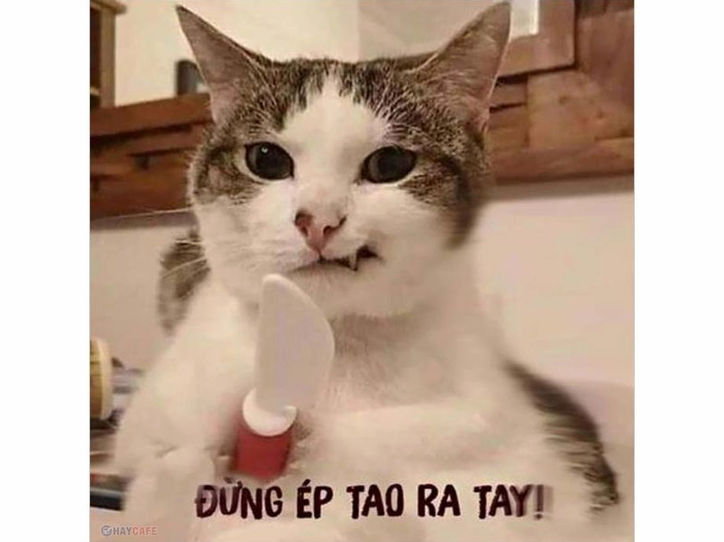 Khám phá kho meme hài gốc: Tiếng cười bất tận cho năm 2026