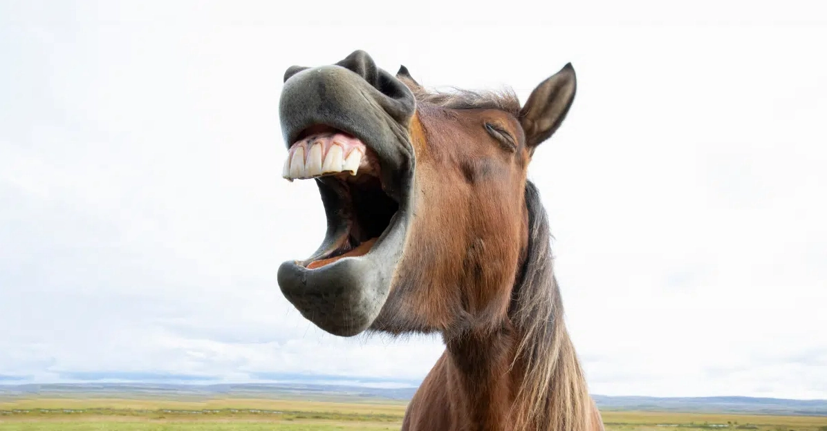 Khám phá thế giới Horse Meme hài hước và độc đáo