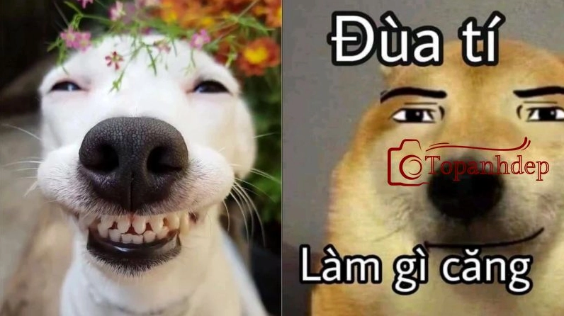 Khám phá thế giới meme chó: Biểu cảm hài hước và đáng yêu 2026