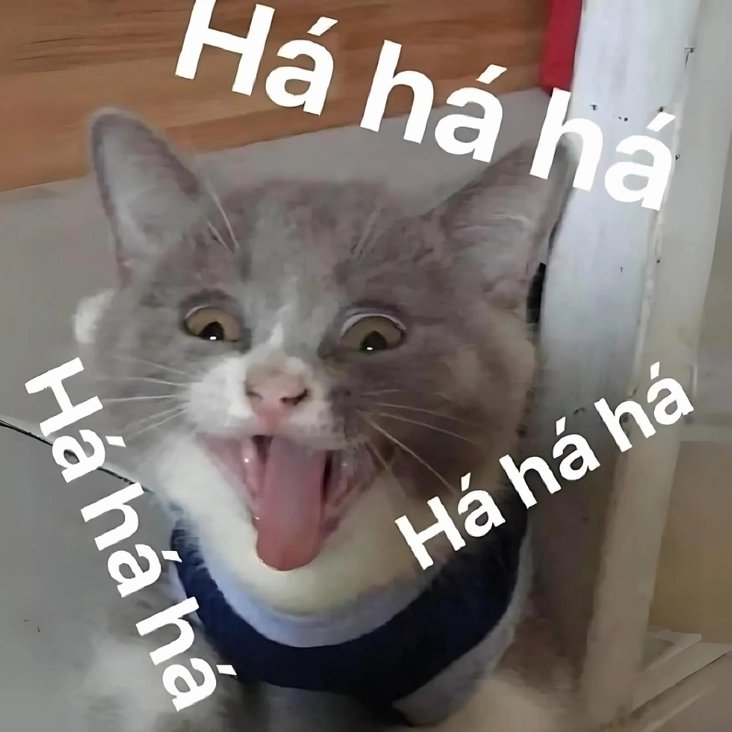 Khám Phá Thế Giới Meme Mèo: Hình Nền Cực Chất Cho Dân Tình